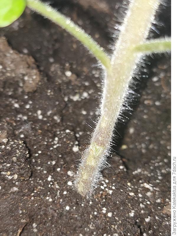 Как будто ожоги или покусы?