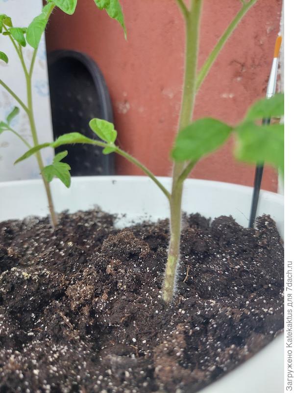 Пятна на стволе "Балконное чудо"