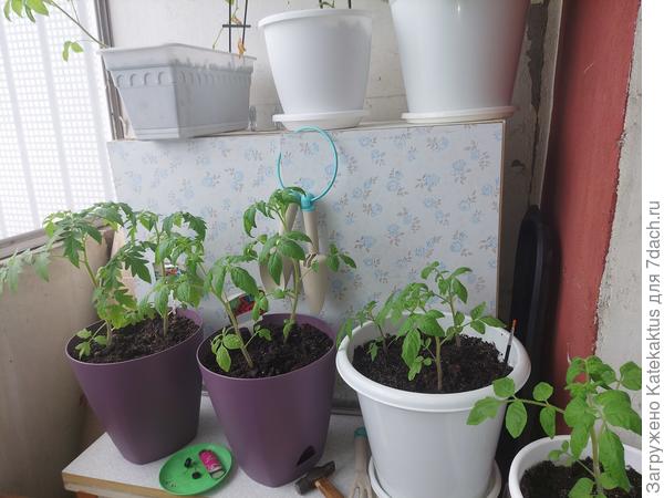 Скрученные листы