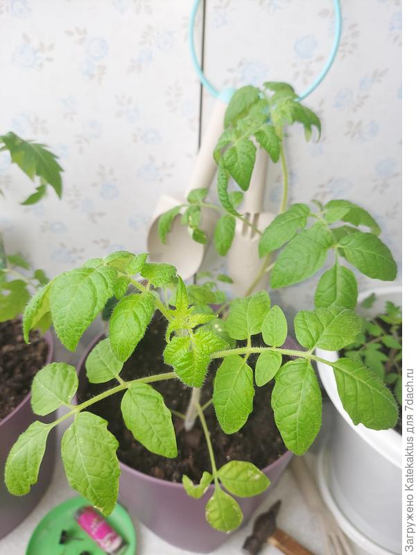 Верхушки скручиваются