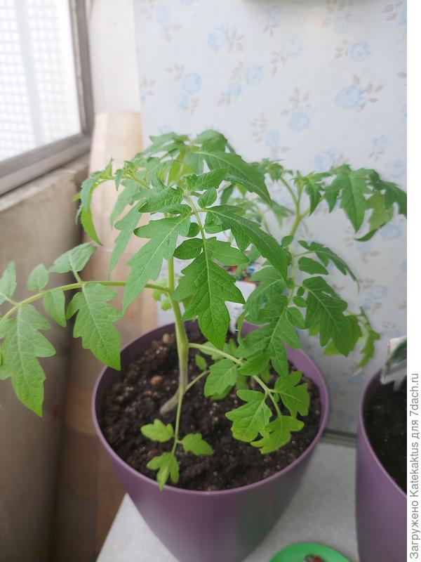 Минибелл чувствует себя вроде хорошо