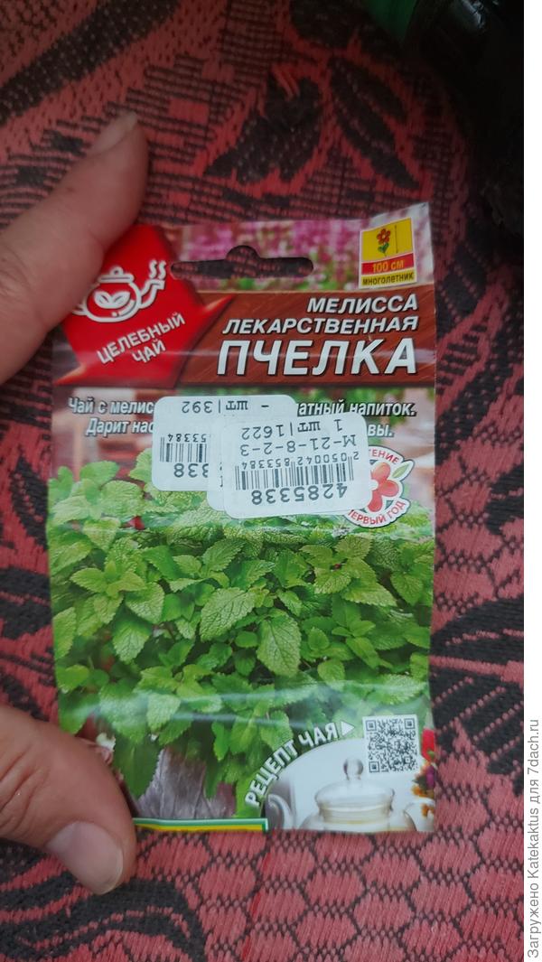 Мелисса пчелка