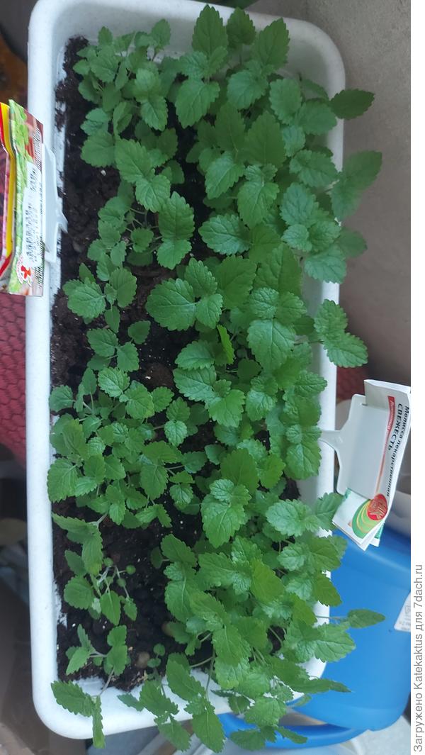 Не ожидала что столько взойдет