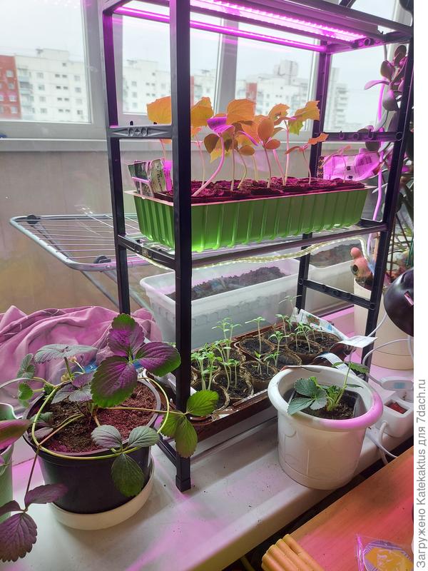 Дешёвая обувная полочка очень подошла под наши нужды)