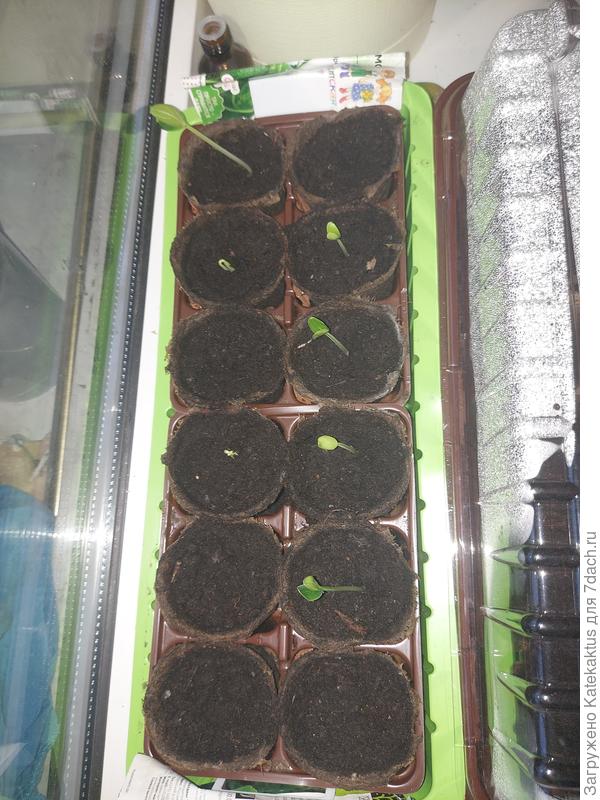 И всё 12 семечек взошли)