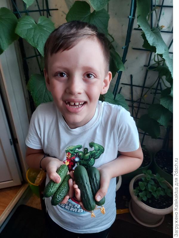 Наш  первый сладкий урожай!!! Спасибо за помощь!