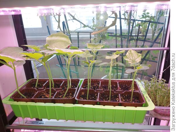 Общий вид, 6 кустов Окошка и 6 кустов Подарка