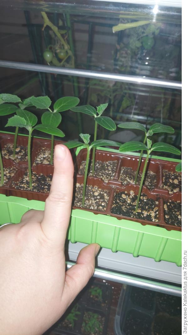 Они сразу полезли длинными....