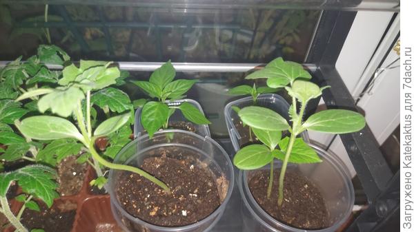 Чудесно взошли арбузы, большая лоджия у меня очень жаркая, но думаю арбузам это и надо)