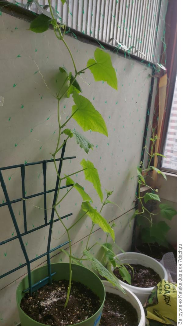 Прошлогодний грунт отдала соседке на ее уличную клумбу( попробовала в него отсадить 1 огурец с плачевным результатом((( купила новый грунт смешала с вермикулитом и диадомитом по совету Светланы!