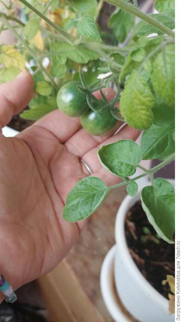 Прошлогодние помидоры балконное чудо все еще активно борются за жизнь!