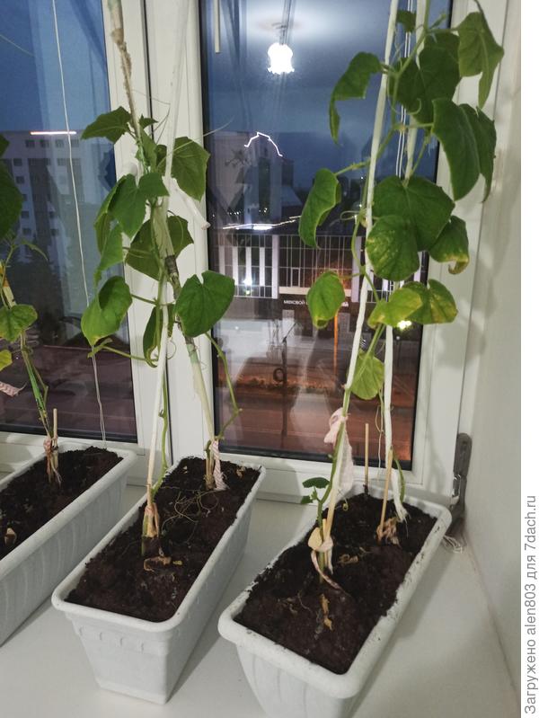 В полный рост