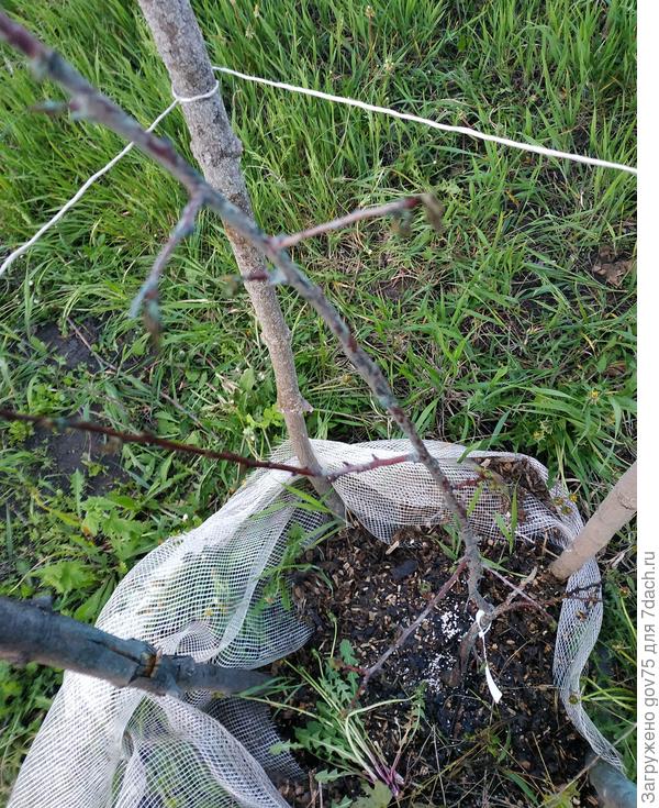 Фото не очень, но видны ветки.