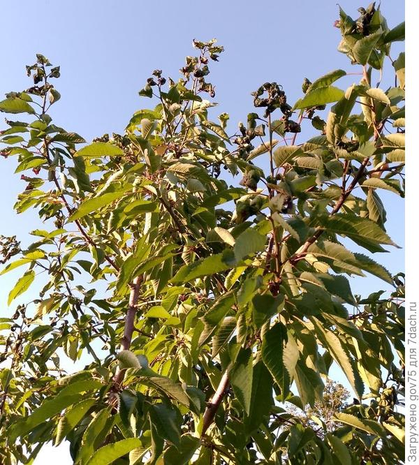 Вершина дерева с бугристыми листьями