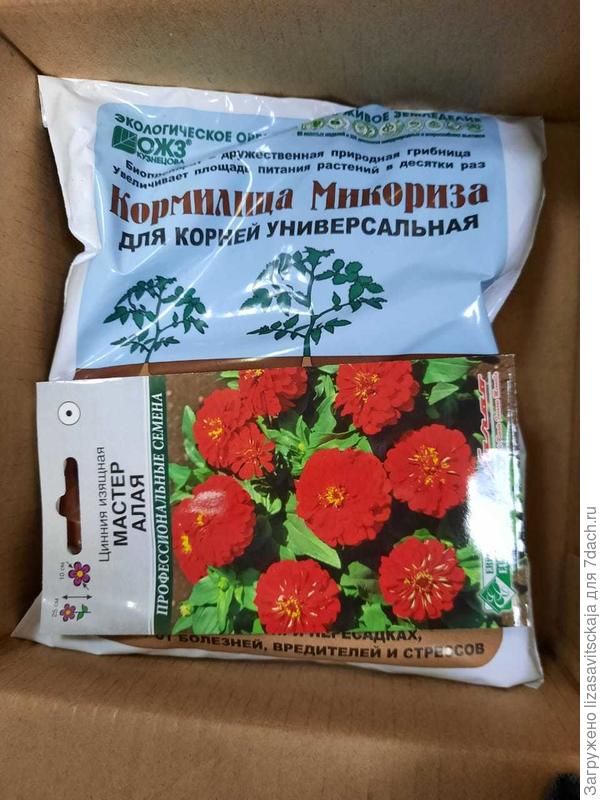 Микориза, циния