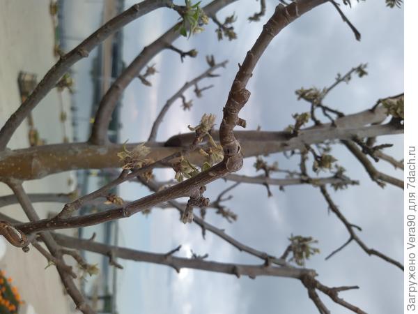 яблоня джон дауни