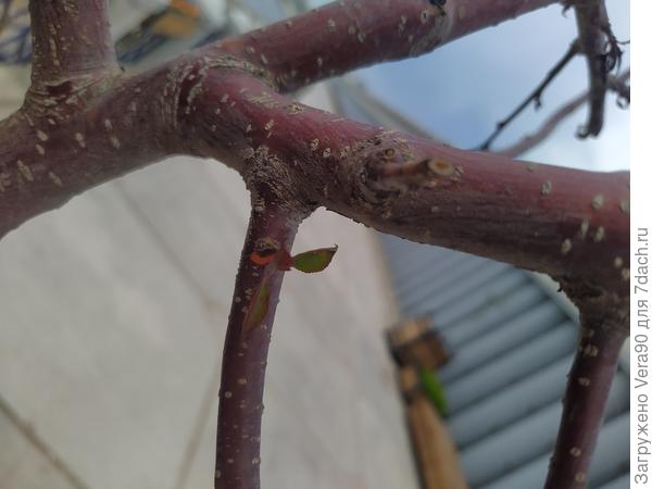 на ветке есть свежий листик