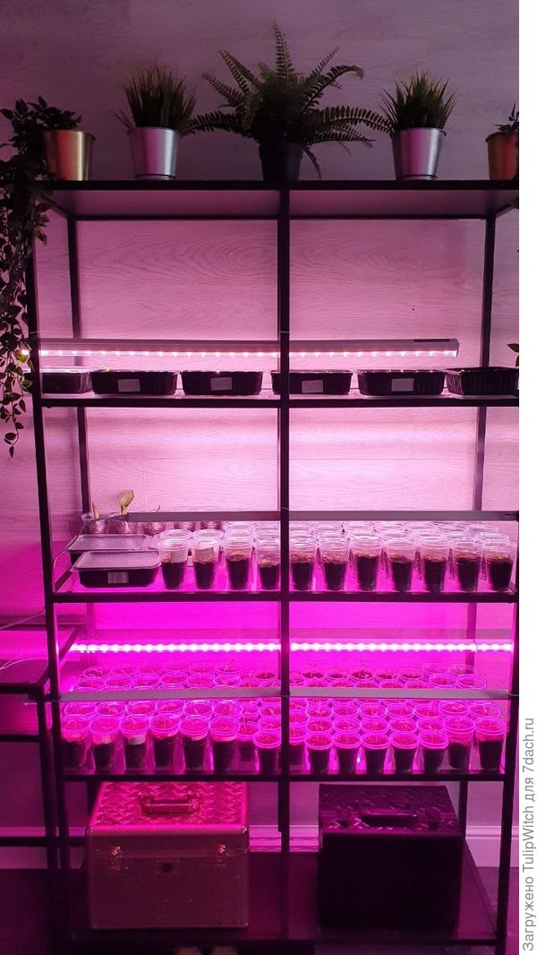 стелаж для рассады