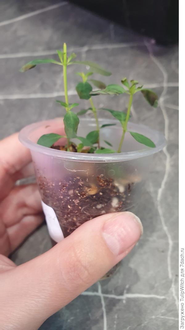 Рассада зверобоя чем то болеет