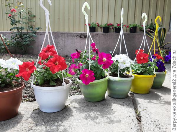 Это мои куставушки