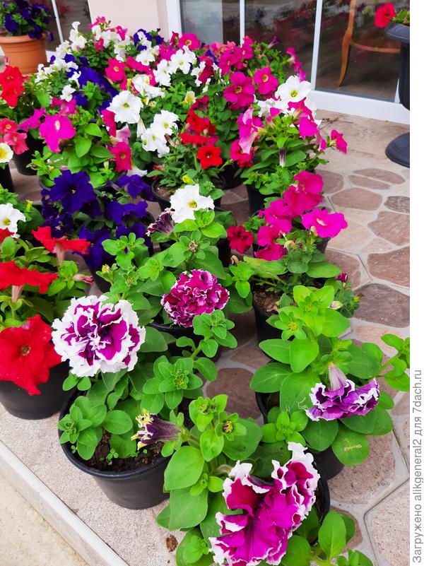 Мой Пируэтт смотрится особо среди миксов-кустовушек, неправда ли?)