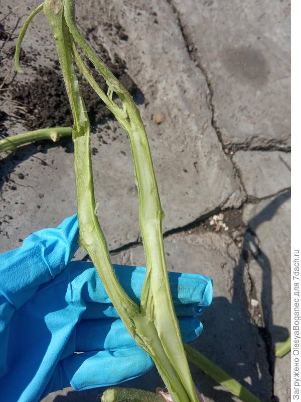 Стебель в разрезе