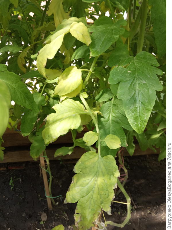 Желтеющие кусты