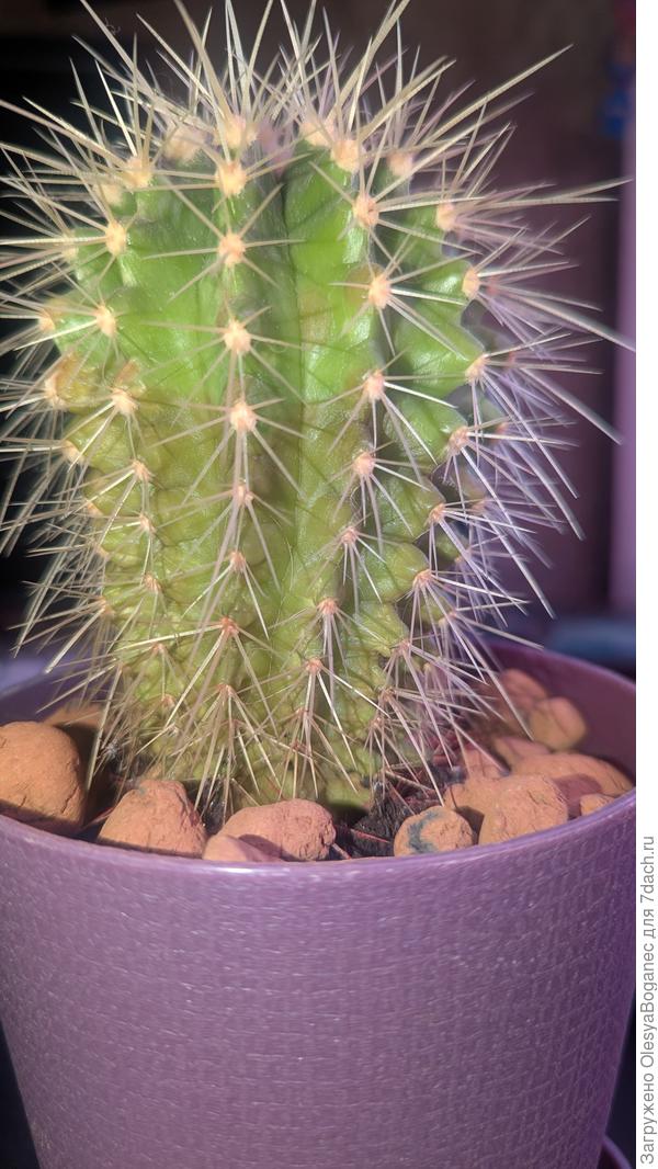 Кактус3