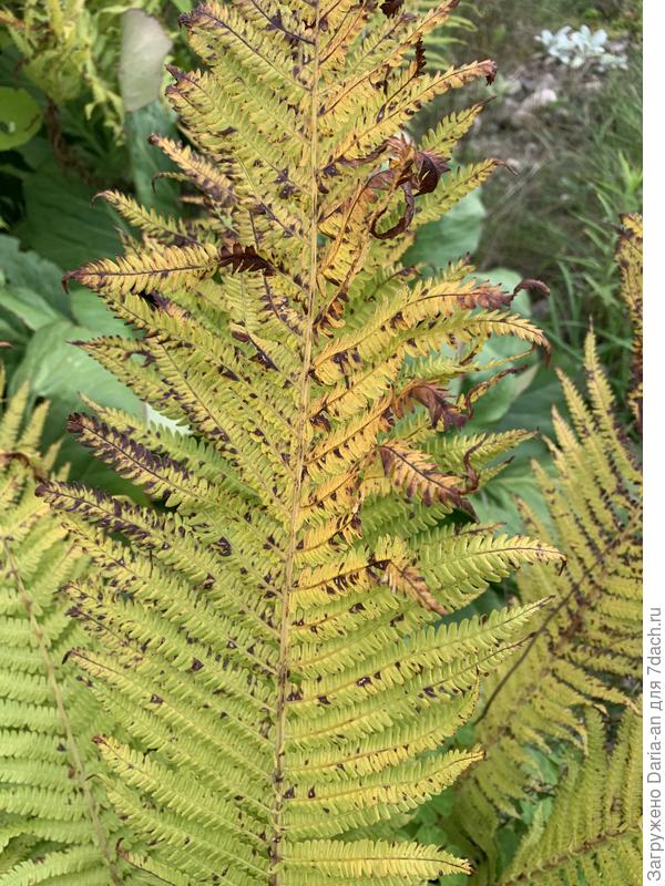 Папоротники