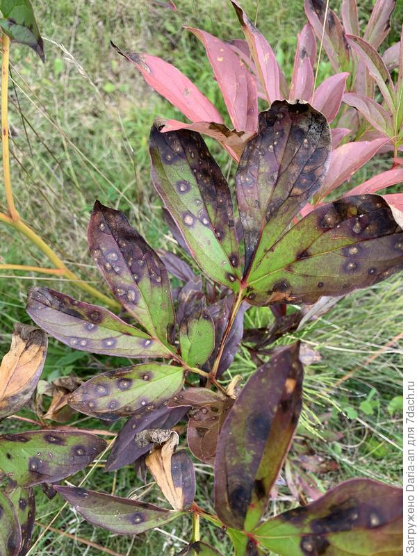 Листья пионов