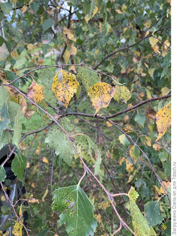 Листья березы