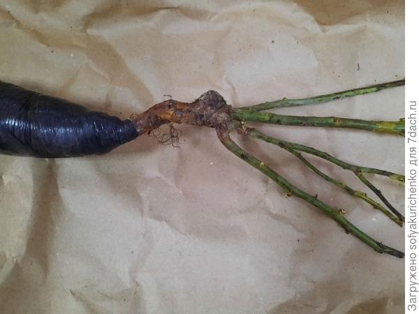 роза Бургунди