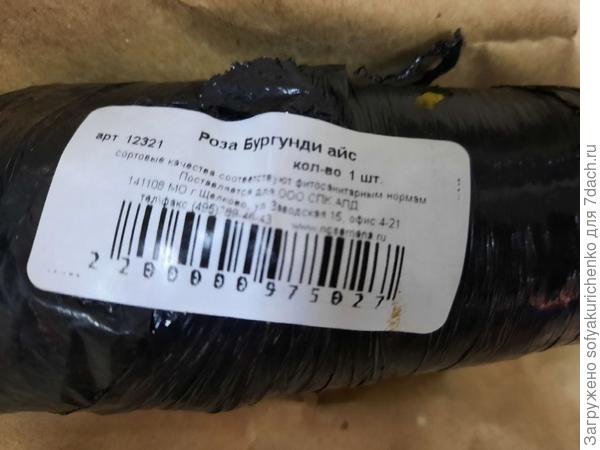 роза Бургунди