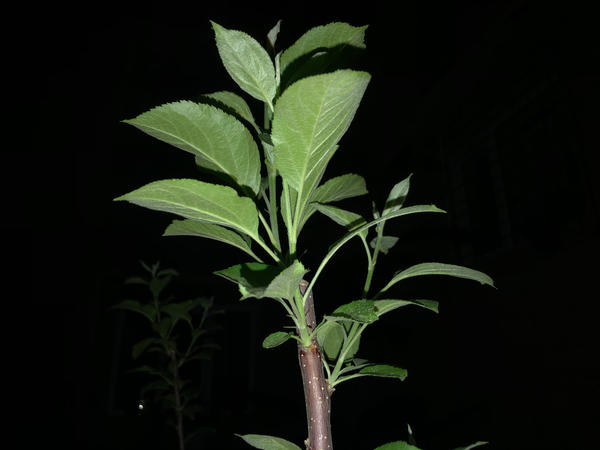 Саженец второго продавца