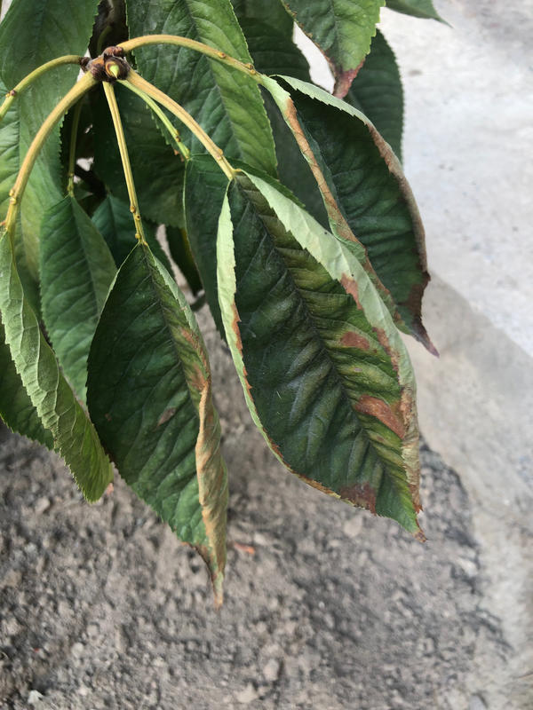 Пятна на листьях черешни