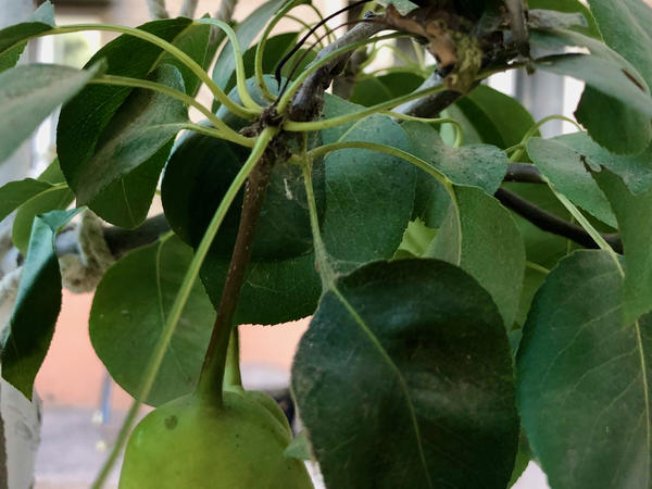 Вредители на груше