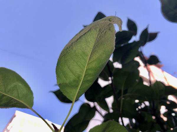 Паутина на груше