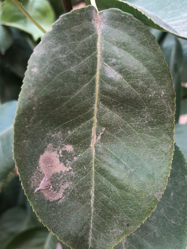 Мелкая паутина. Под грязным слоем черные крупицы