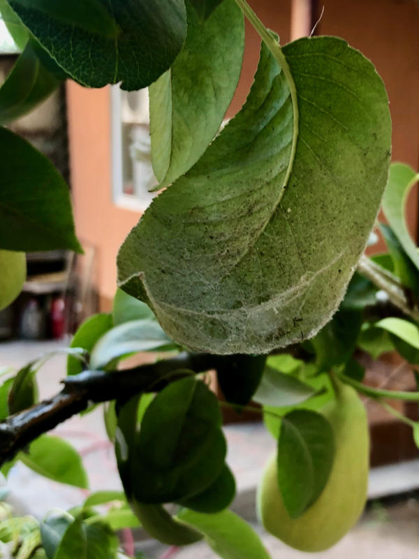 Паутина на листьях груши