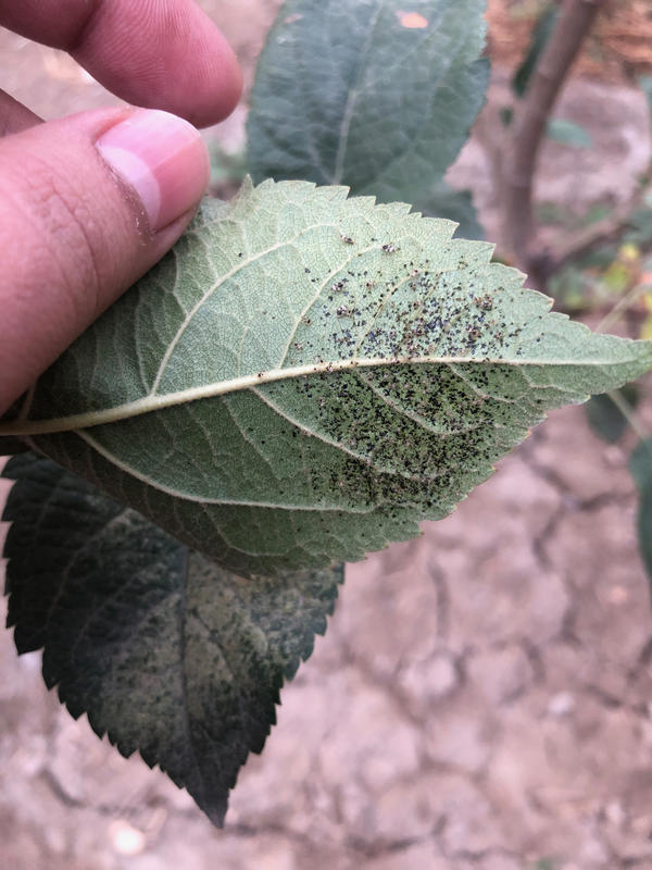 Обитают на нижней стороне листьев