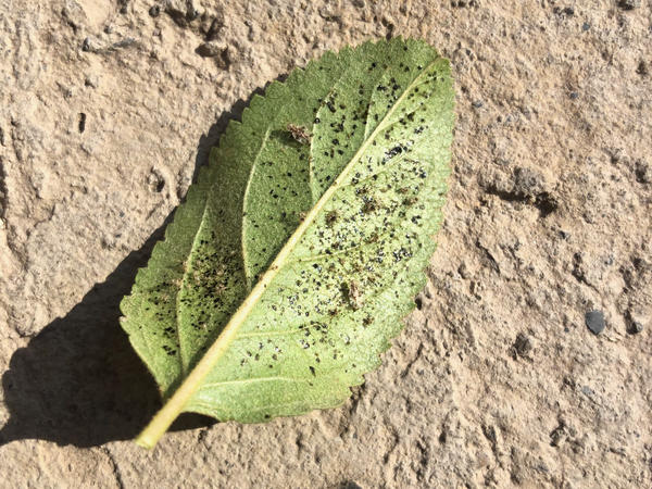 Похоже тут семейка. Мама, папа и много-много детишек. А черные пятна это либо яйца, либо...