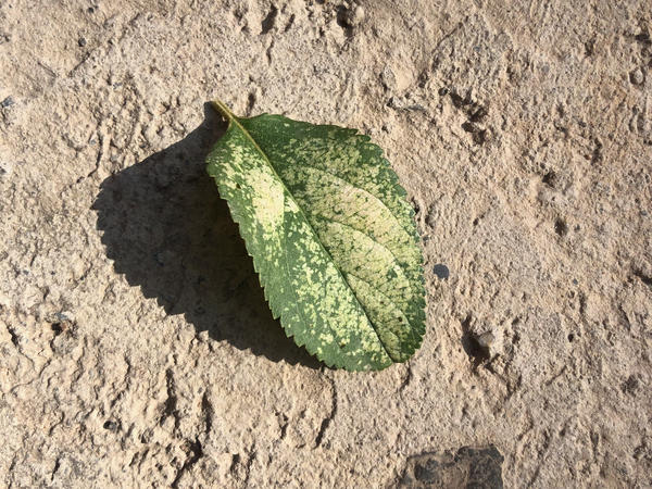 Поврежденный лист