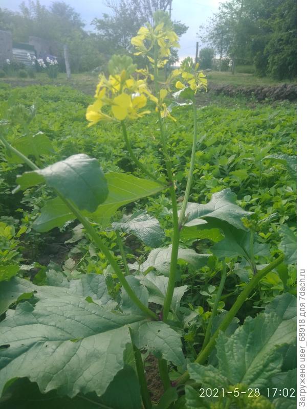 Это сурепка на огроде