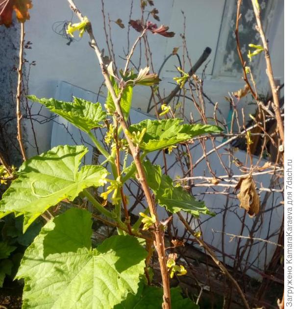 цветёт смородина на фоне тыквы+18