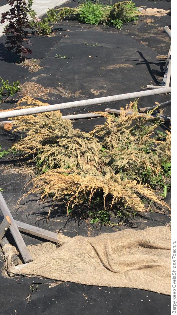 Сняла укрытие для фото