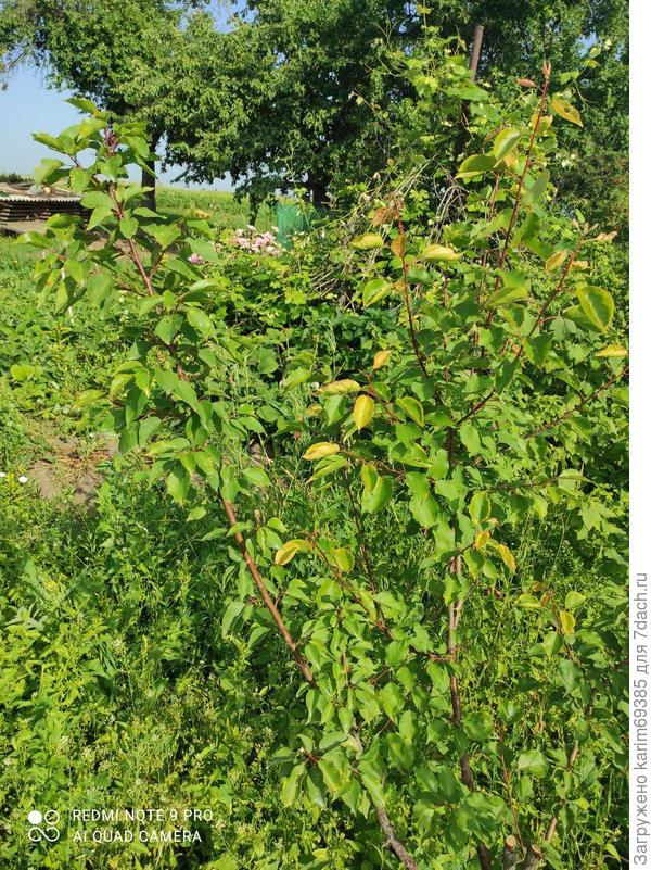 Это все деревце, вот на некоторых ветках появились жёлтые листья, это значит и они тоже начнут засыхать?