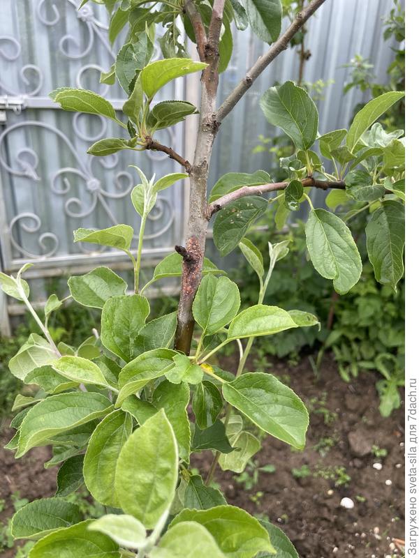 Яблоня звездочка