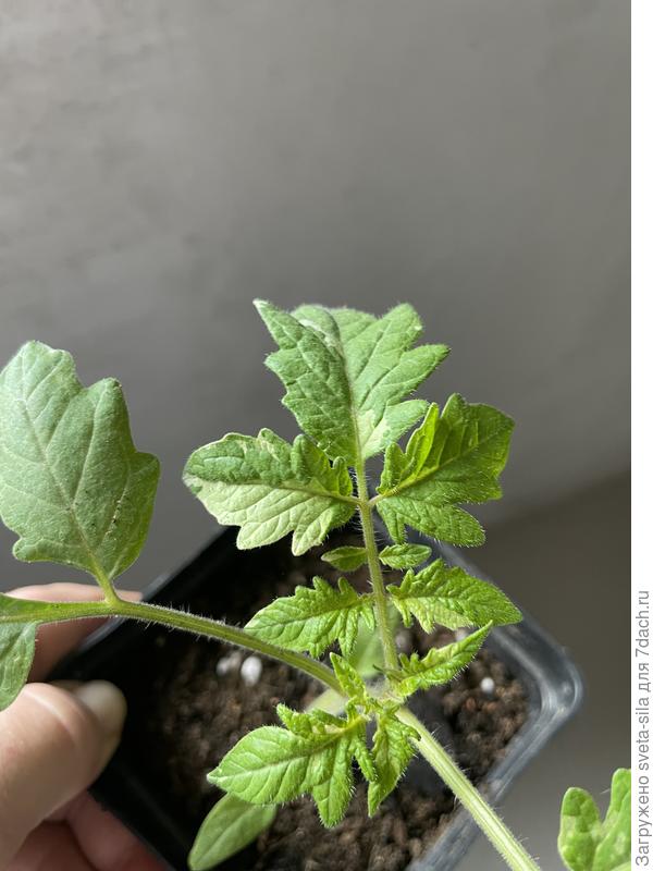 Рассада томата