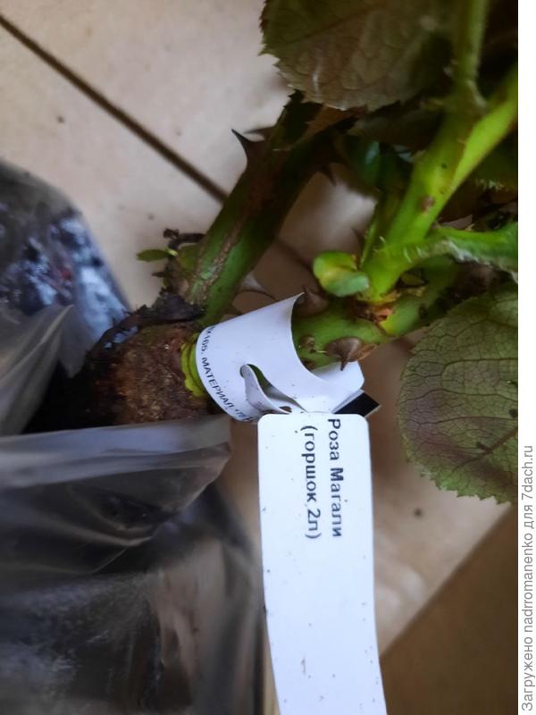 роза Магали