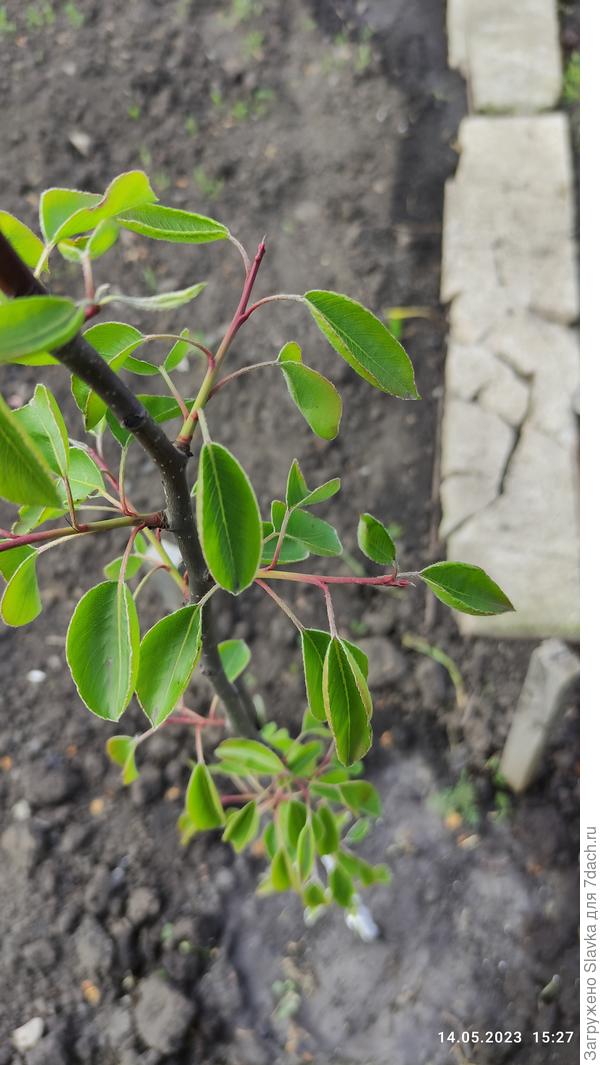 Ствол груши.